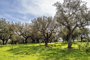 Arronches, Alentejo, Portekiz yakınlarındaki Hortas de Baixo 'daki Mantar Meşe Ormanı' ndan geçiyorum..