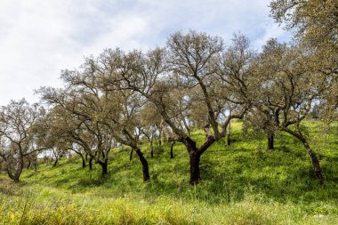 Arronches, Alentejo, Portekiz yakınlarındaki Hortas de Baixo 'daki Mantar Meşe Ormanı' ndan geçiyorum..