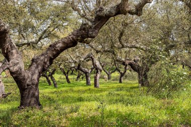 Arronches, Alentejo, Portekiz yakınlarındaki Hortas de Baixo 'daki Mantar Meşe Ormanı' ndan geçiyorum..