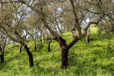 Arronches, Alentejo, Portekiz yakınlarındaki Hortas de Baixo 'daki Mantar Meşe Ormanı' ndan geçiyorum..