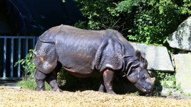 Hintli gergedan, gergedan unicornis de Büyük Tek Boynuzlu Gergedan ve Asyalı Tek Boynuzlu Gergedan olarak adlandırılır ve gergedan familyasına aittir..