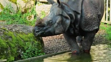 Hintli gergedan, gergedan unicornis de Büyük Tek Boynuzlu Gergedan ve Asyalı Tek Boynuzlu Gergedan olarak adlandırılır ve gergedan familyasına aittir..