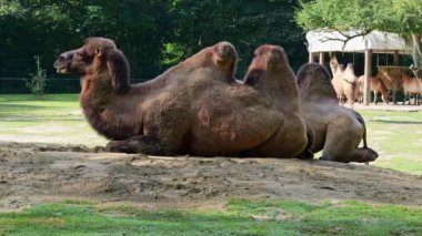 Bactrian develeri (Camelus bactrianus), Orta Asya 'nın bozkırlarına özgü büyük, tek ayak parmaklı bir bakteridir. Bactrian devesinin sırtında iki hörgücü vardır.