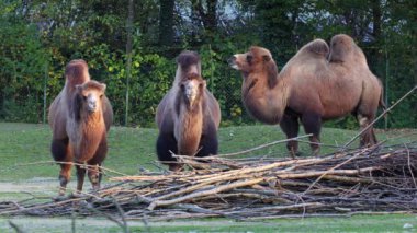 Bactrian develeri (Camelus bactrianus), Orta Asya 'nın bozkırlarına özgü büyük, tek ayak parmaklı bir bakteridir. Bactrian devesinin sırtında iki hörgücü vardır.