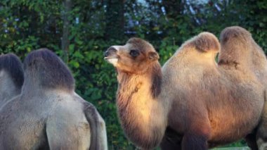 Bactrian develeri (Camelus bactrianus), Orta Asya 'nın bozkırlarına özgü büyük, tek ayak parmaklı bir bakteridir. Bactrian devesinin sırtında iki hörgücü vardır.