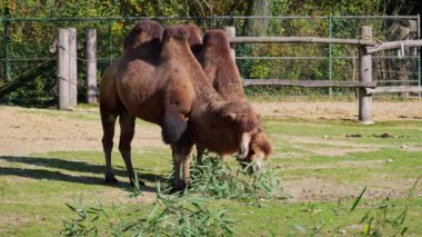 Bactrian develeri (Camelus bactrianus), Orta Asya 'nın bozkırlarına özgü büyük, tek ayak parmaklı bir bakteridir. Bactrian devesinin sırtında iki hörgücü vardır.