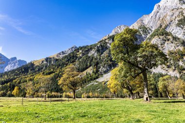 Ahornboden 'daki akçaağaç ağaçlarının sonbahar manzarası, Karwendel dağları, Tyrol, Avusturya