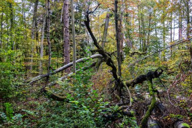 Starnberg Gölü, Bavyera 'daki Bernrieder Parkı' nda sonbahar manzarası, Yukarı Bavyera, Almanya, Avrupa