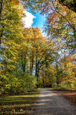 Münih 'in ünlü dinlenme yeri Englischer Garten' da altın sonbahar manzarası. Düşmüş yaprakları ve altın güneş ışığı olan İngiliz bahçesi. Munchen, Bavyera, Almanya