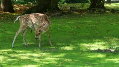Fallow deer, Dama mezopotamya, Cervidae familyasından bir memeli türü..