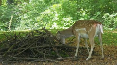 Fallow deer, Dama mezopotamya, Cervidae familyasından bir memeli türü..