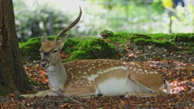 Fallow deer, Dama mezopotamya, Cervidae familyasından bir memeli türü..