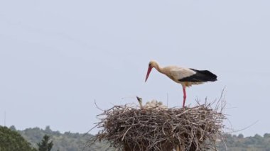 Büyüleyici Beyaz Leylekler, Portekiz 'in Algarve bölgesindeki Odiaxere' de Ciconia ciconia..