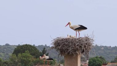 Büyüleyici Beyaz Leylekler, Portekiz 'in Algarve bölgesindeki Odiaxere' de Ciconia ciconia..