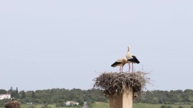 Büyüleyici Beyaz Leylekler, Portekiz 'in Algarve bölgesindeki Odiaxere' de Ciconia ciconia..
