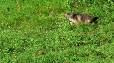 Alp dağ sıçanı ya da marmota marmota, Orta ve Güney Avrupa 'nın dağlık kesimlerinde bulunan bir dağ sıçanı türüdür.