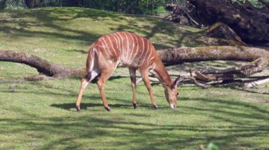 Nilgai ya da mavi inek. Boselaphus tragocamelus, Asya 'nın en büyük antilopudur ve Hindistan' ın alt kıtasında endemiktir..