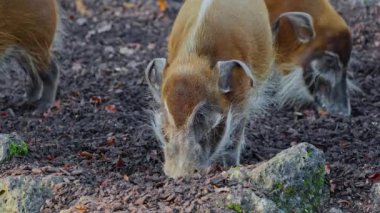 Kızıl nehir domuzu, Potamochoerus porcus, ayrıca çalı domuzu olarak da bilinir. Bu domuzun yer altında yiyecek bulmak için keskin bir koku alma duyusu var..