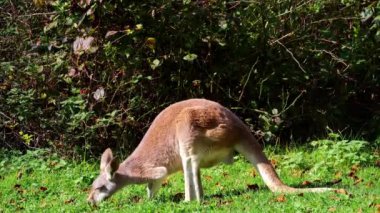Kırmızı kanguru, Macropus Rufus tüm kanguruların en büyüğü, Avustralya 'ya özgü en büyük karasal memeli ve mevcut en büyük keseli hayvandır..