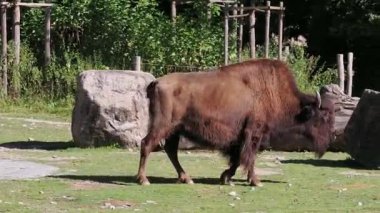 Bizon ya da bizon, bir zamanlar Kuzey Amerika 'da geniş sürüler halinde yaşayan bir bizon türüdür..
