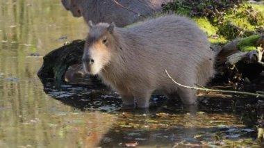 Capybara, Hydrochoerus hydrochaeris dünyadaki en büyük kemirgendir. En yakın akrabaları agouti, çinçilya, coyphillas ve kobaylardır. Güney Amerika 'ya özgü.. 