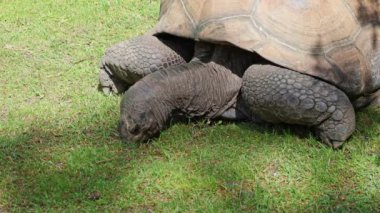 Curieuse Adası 'ndaki (Seyşeller Adası' ndaki Praslin Adası 'nın başarılı bir vahşi kaplumbağa koruma programına ev sahipliği yapan) dev Aldabra kaplumbağası (Aldabrachelys gigantea).