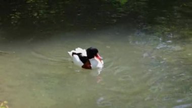 Ortak shelduck, Tadorna tadorna Tadorna shelduck cins su kuşları familyasından.