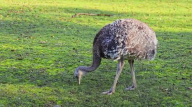 Darwin 'in Rhea' sı, Rhea pennata, daha az Rhea olarak da bilinir..