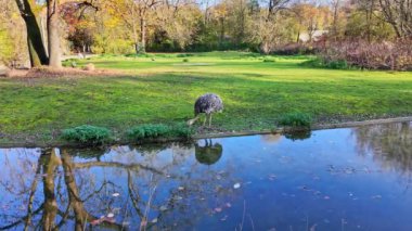 Darwin 'in Rhea' sı, Rhea pennata, daha az Rhea olarak da bilinir..
