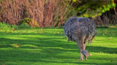 Darwin 'in Rhea' sı, Rhea pennata, daha az Rhea olarak da bilinir..