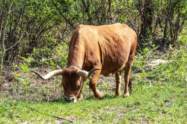 Kuzey Portekiz 'deki Nationalpark Peneda-Geres' deki Cachena ineği. Geleneksel bir Portekiz dağ sığırıdır. Et ve çekiş gücü için mükemmeldir..