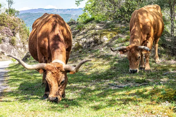 Kuzey Portekiz 'deki Nationalpark Peneda-Geres' deki Cachena ineği. Geleneksel bir Portekiz dağ sığırıdır. Et ve çekiş gücü için mükemmeldir..