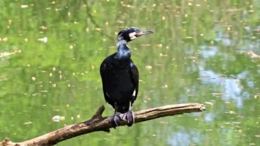 Kuzey yarımküre boyunca büyük siyah karabatak olarak bilinen büyük karabatak, Avustralya 'daki siyah karabatak ve Yeni Zelanda' nın daha güneyindeki siyah karabatak