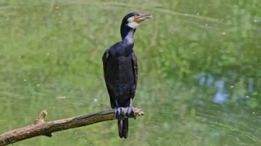 Kuzey yarımküre boyunca büyük siyah karabatak olarak bilinen büyük karabatak, Avustralya 'daki siyah karabatak ve Yeni Zelanda' nın daha güneyindeki siyah karabatak