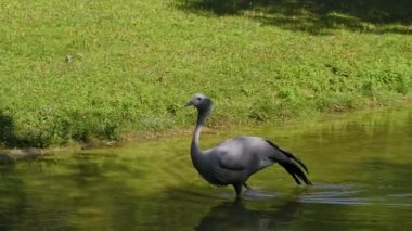 Grus paradisea, Güney Afrika 'ya özgü nesli tükenmekte olan bir kuş türü. Güney Afrika 'nın ulusal kuşudur.