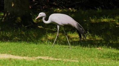 Grus paradisea, Güney Afrika 'ya özgü nesli tükenmekte olan bir kuş türü. Güney Afrika 'nın ulusal kuşudur.