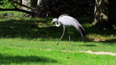 Grus paradisea, Güney Afrika 'ya özgü nesli tükenmekte olan bir kuş türü. Güney Afrika 'nın ulusal kuşudur.