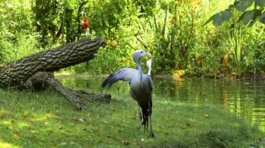Grus paradisea, Güney Afrika 'ya özgü nesli tükenmekte olan bir kuş türü. Güney Afrika 'nın ulusal kuşudur.