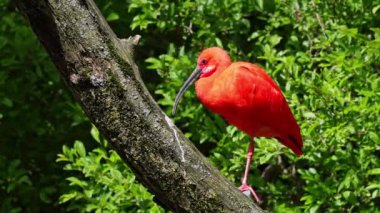 Kızıl aynak, Eudocimus ruber, Threskiornithidae familyasından bir kuş, kabuklu deniz ürünlerinin kırmızımsı renklerine hayran kalmıştır.