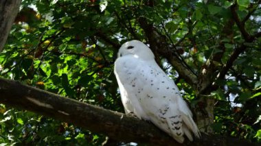 Karlı baykuş, Bubo skandiacus, Strigidae ailesinin kuşu. Sarı gözlü.