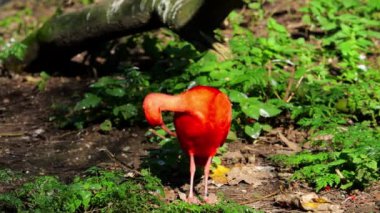 Kızıl aynak, Eudocimus ruber, Threskiornithidae familyasından bir kuş, kabuklu deniz ürünlerinin kırmızımsı renklerine hayran kalmıştır.