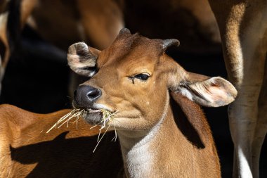 Banteng, Bos javanicus veya Red Bull. Vahşi bir sığır türüdür ama sığır ve bizondan farklı kilit özellikler vardır: hem erkek hem de dişilerde beyaz bir şerit..