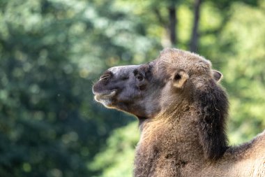 Bactrian develeri (Camelus bactrianus), Orta Asya 'nın bozkırlarına özgü büyük, tek ayak parmaklı bir bakteridir. Bactrian devesinin sırtında iki hörgücü vardır.