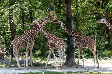 Zürafa, Giraffa camelopardalis, Afrika 'da yaşayan tek ayak parmaklı tek parmaklı, yaşayan en uzun canlı hayvan türüdür..