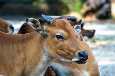 Banteng, Bos javanicus veya Red Bull. Vahşi bir sığır türüdür ama sığır ve bizondan farklı kilit özellikler vardır: hem erkek hem de dişilerde beyaz bir şerit..