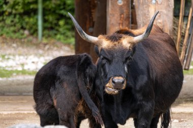 Bos Primigenius Taurus, soyu tükenmiş yaban öküzlerine benzediğini iddia etti. Alman parkında görülen yerli dağ sığırları