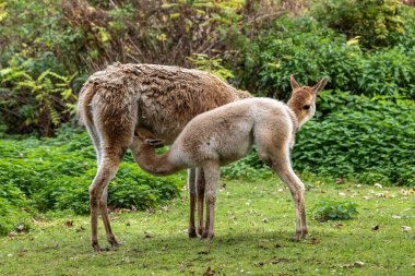 Bebek Vicuna, Vicugna Vicugna, And Dağları 'nın yüksek dağlık bölgelerinde yaşayan lama' nın akrabaları.