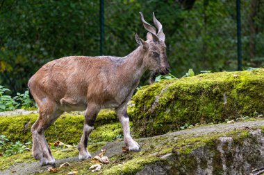 Türkmen markhor, Capra Falconeri heptneri. Bu türün adı boynuz şeklinden geliyor, tirbuşon ya da vida gibi kıvrılıyor. Markhor Pakistan 'ın sembollerinden biri.