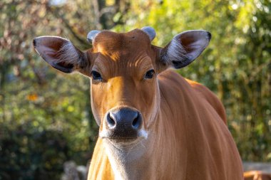 Banteng, Bos javanicus veya Red Bull. Vahşi bir sığır türüdür ama sığır ve bizondan farklı kilit özellikler vardır: hem erkek hem de dişilerde beyaz bir şerit..
