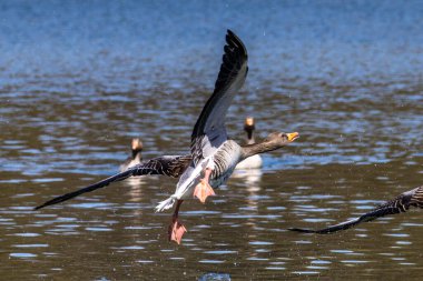 Anser anser, Anatidae familyasından Anatidae familyasından bir kaz türü. Burada havada uçuyor..